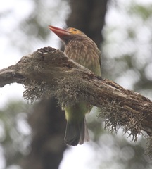 Psilopogon zeylanicus