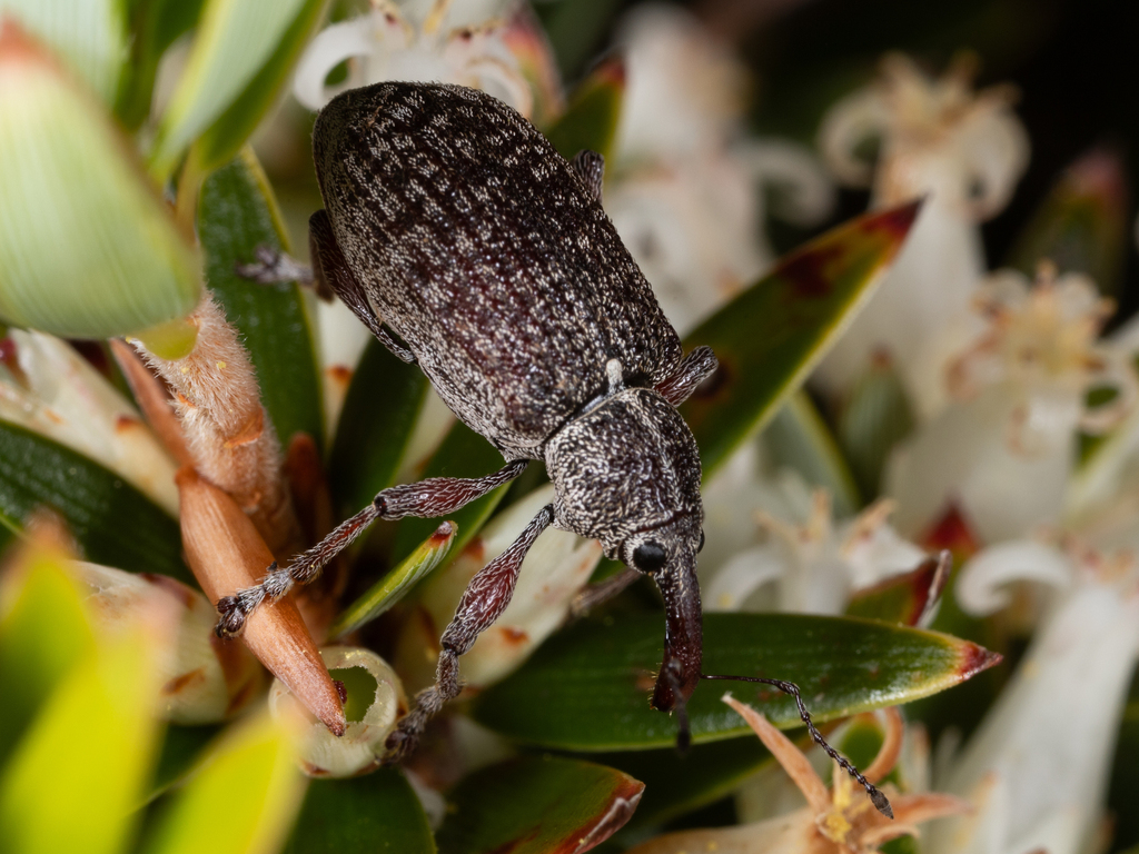Aoplocnemis maxima
