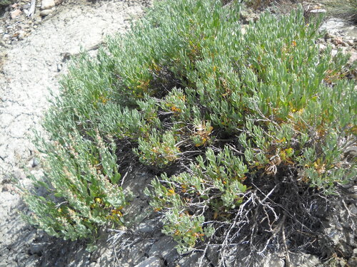 Image of Grayia brandegeei by no rights reserved