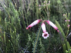 Erica aristata