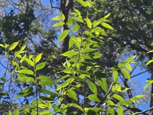 Trema tomentosa iNat (3)