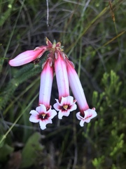 Erica aristata