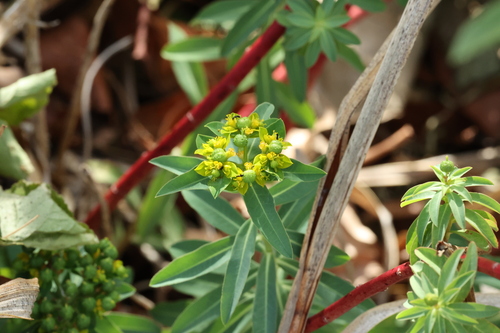 Euphorbia oblongata iNat (3)