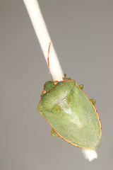 Acrosternum rubescens