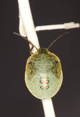 Acrosternum rubescens