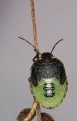 Acrosternum rubescens