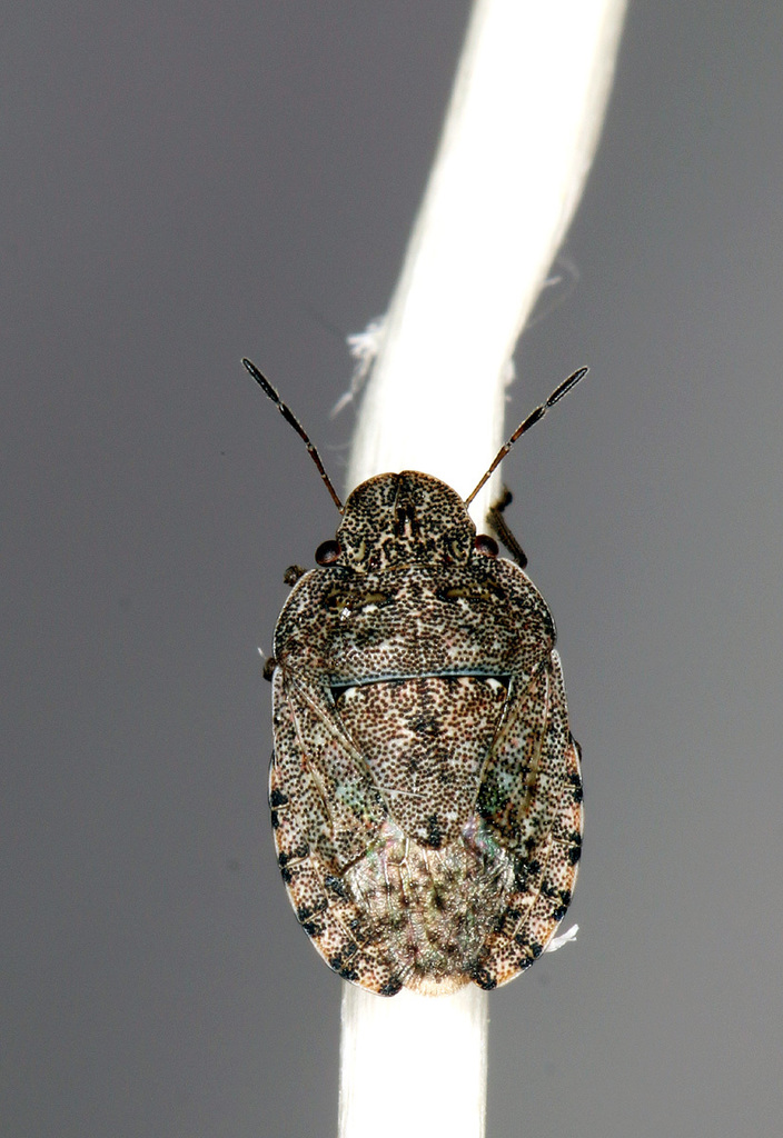 Sciocoris canariensis