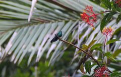 Anthracothorax viridis