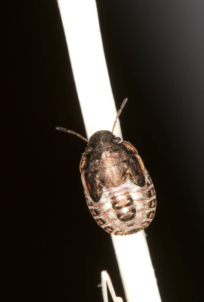 Sciocoris canariensis