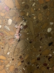 Hemidactylus turcicus