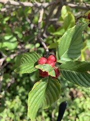 Frangula betulifolia