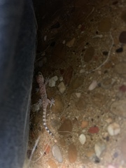 Hemidactylus turcicus