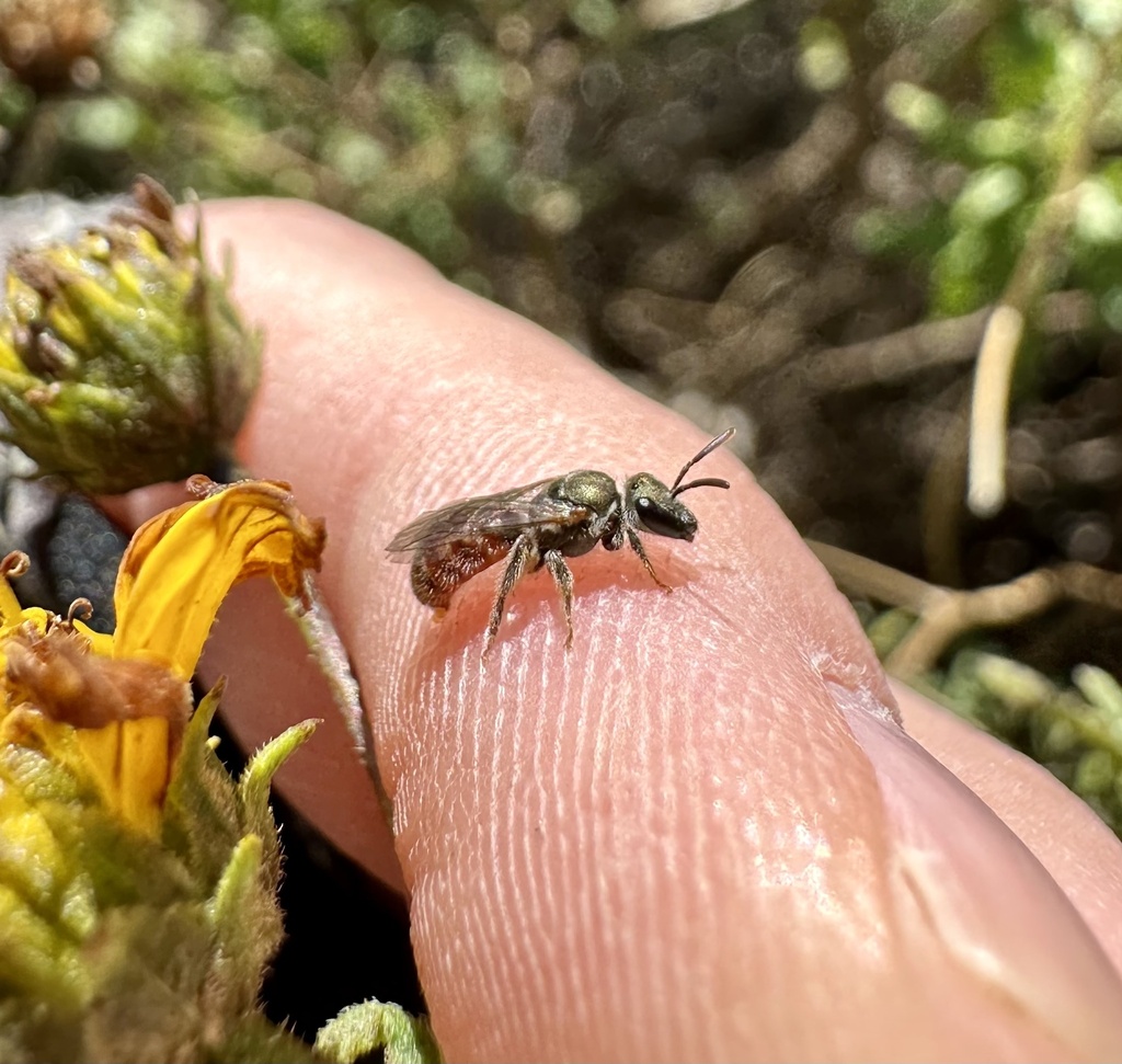 Lasioglossum petrellum