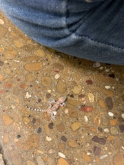 Hemidactylus turcicus