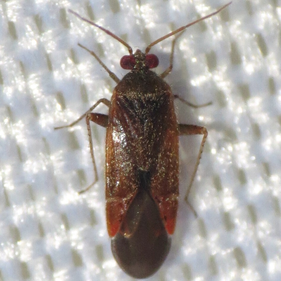 Parthenicus rufusculus