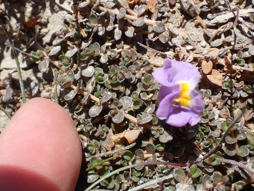 Image of Thyridia repens by (c) Benjamin Lavin, some rights reserved (CC BY)