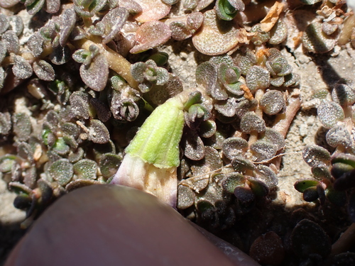 Image of Thyridia repens by (c) Benjamin Lavin, some rights reserved (CC BY)