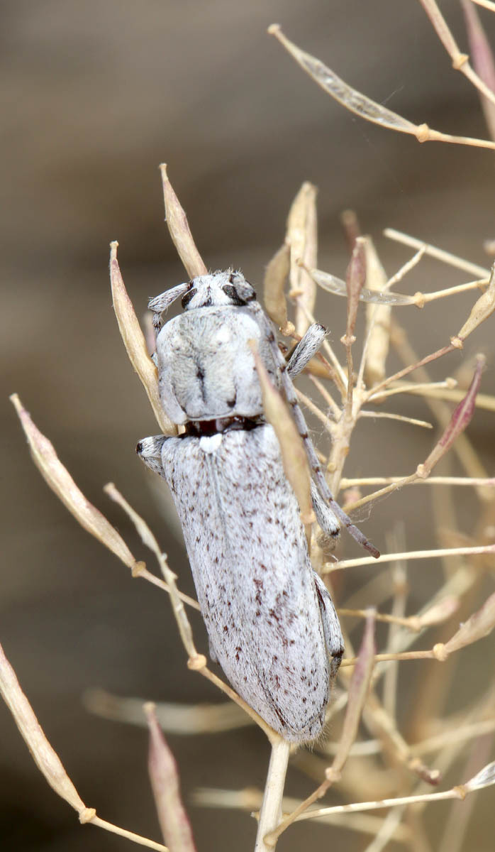 Hesperoferus roridus