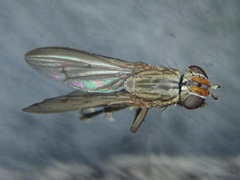 Pherbellia cinerella