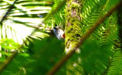 Melanerpes portoricensis