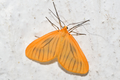 Eubaphe