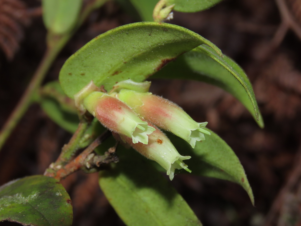 Cavendishia dendrophila
