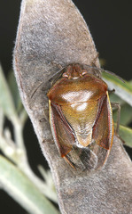Piezodorus punctipes