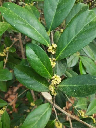 Suregada lanceolata observed 2025-03-18