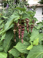 Leycesteria