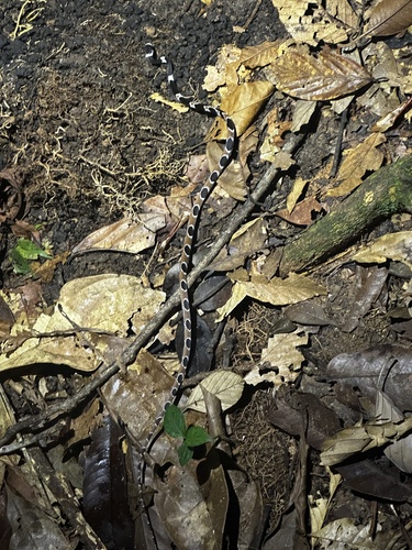 Catesby's Snail-eater