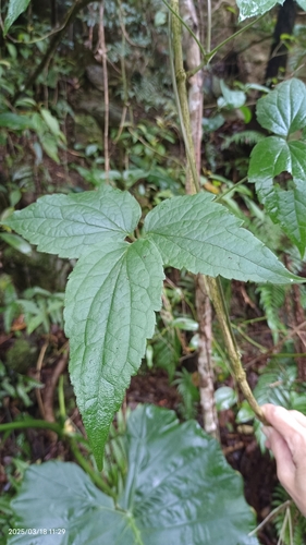 Clematis pierotii iNat (3)