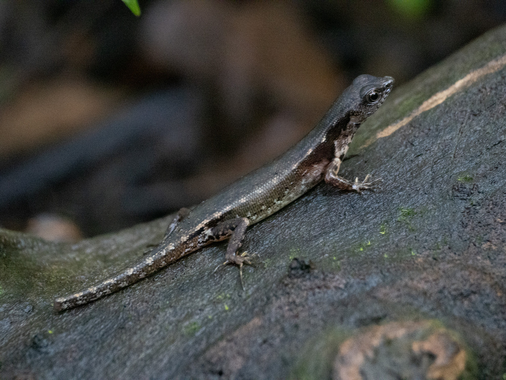 Black-spotted Sphenomorphus (Sphenomorphus variegatus)