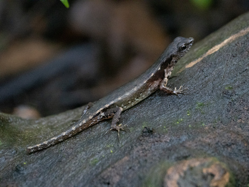 Black-spotted Sphenomorphus