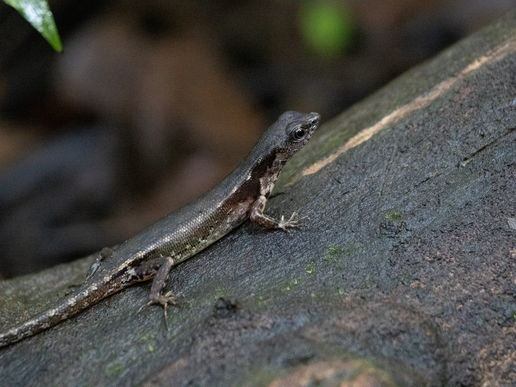 Black-spotted Sphenomorphus (Sphenomorphus variegatus)