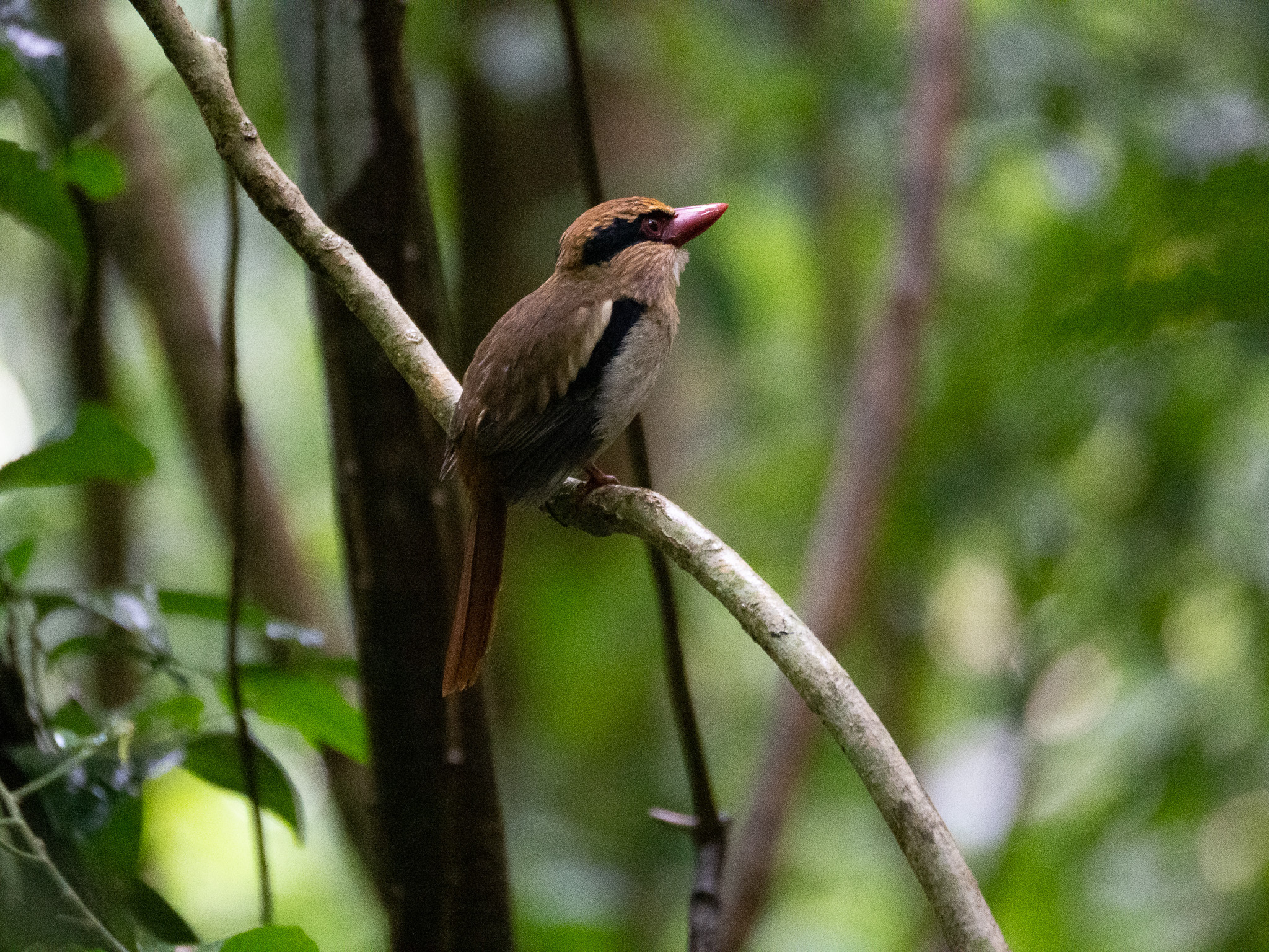 Sulawesi Lilac Kingfisher (Cittura cyanotis), photo 8