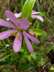Sabatia capitata