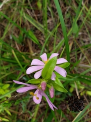 Sabatia capitata