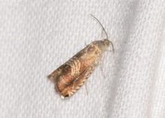 Grapholita tristrigana