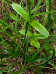 Sabatia capitata