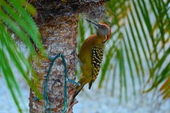 Hispaniolan Woodpecker photo 3
