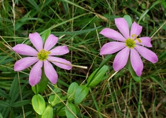 Sabatia capitata