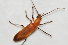 Oedemerinae