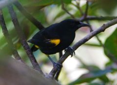 Icterus portoricensis