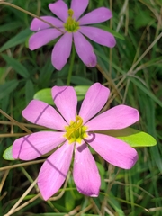 Sabatia capitata