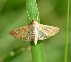 Epipagis fenestralis