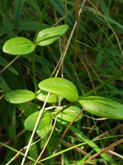 Sabatia capitata