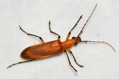 Oedemerinae