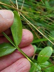 Sabatia capitata
