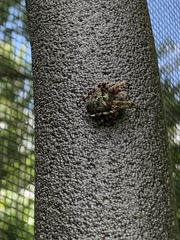 Araneus nordmanni