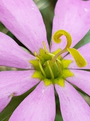Sabatia capitata